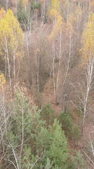 Vertical Video of a Forest with Trees During the Day