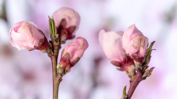 Peach Fruit Flower Blossom Timelapse on Blue