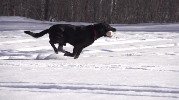 Dog Fetching Slow Motion