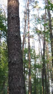 Vertical Video of Many Trees in the Forest