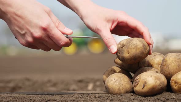 Close-up, Female Hands Cut Potato Into 2 Halves, Near Hill of Potato Tubers on Soil, Ground, Against