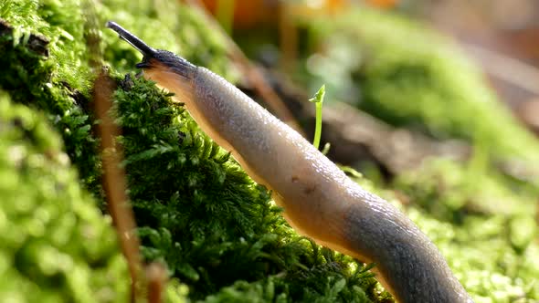 A Slug Is Crawling on Green Moss, Flora and Fauna of Nature