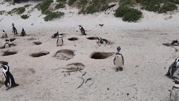 Sand burrows are homes to threatened colony of African Penguins