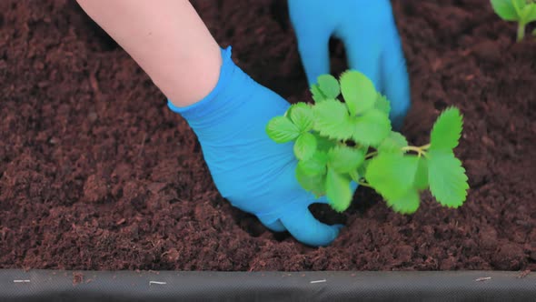 View of man planting strawberry bush into ground on garden bed. Sweden.