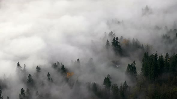 Sea of clouds covering the forest trees of British Columbia -Aerial