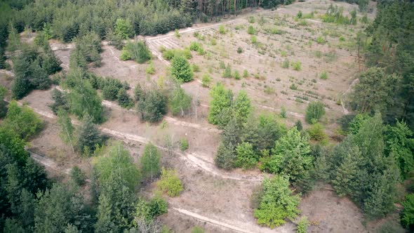 Green Trees in Summer Forest