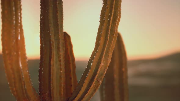 Saguaro Cactus on the Sonoran Desert in Arizona