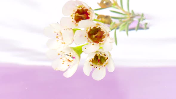 Beautiful Flowers Underwater on White Background