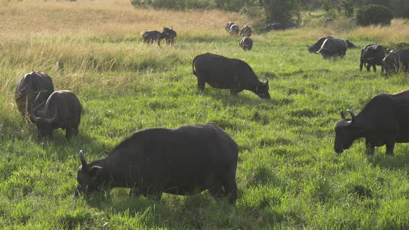 African buffalo herd grazing on the green grass