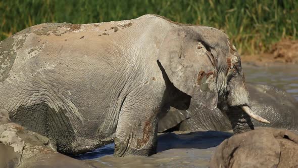 African Elephant In Waterhole