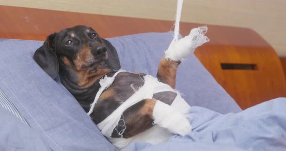 Owner of Dachshund Dog Lifts Injured Paw Using Bandage