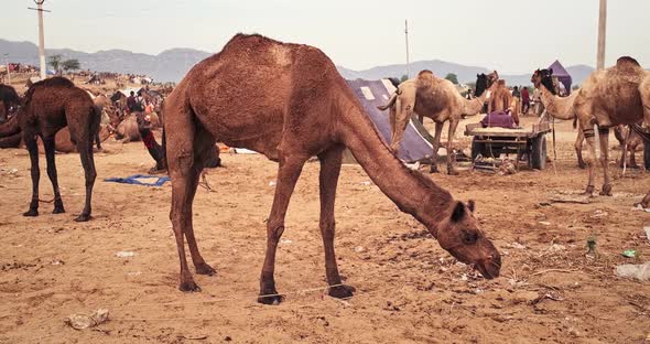 Camels at Pushkar Mela Camel Fair Festival in Field Eating Chewing
