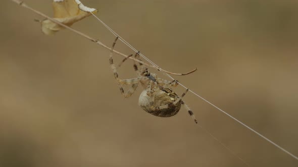 Spider on Cobweb in Nature