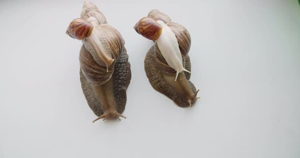 A Family of Achatina Snails  Lissachatina Fulica  Crawls on a White Background