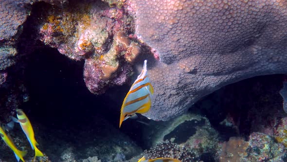 Pair of Copperband Butterflyfish or Chelmon Rostratus Fish with Long Nose in Sea