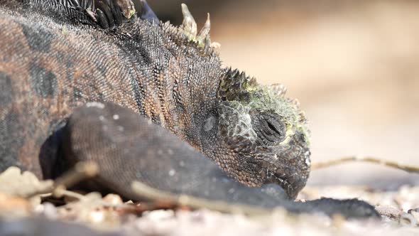 Close Of Galapagos Marine Iguana Opening Right Eye Whilst Basking In The Sun