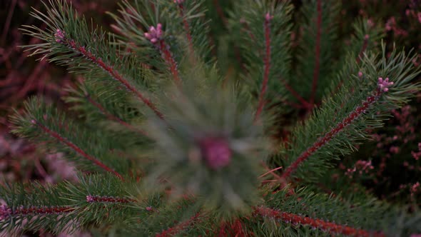 Closeup of a Small Spruce Tree Grows Among Pink and Green Moss Lichens