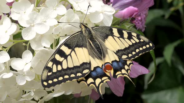 Papilio machaon, the Old World swallowtail butterfly sitting on a white flower