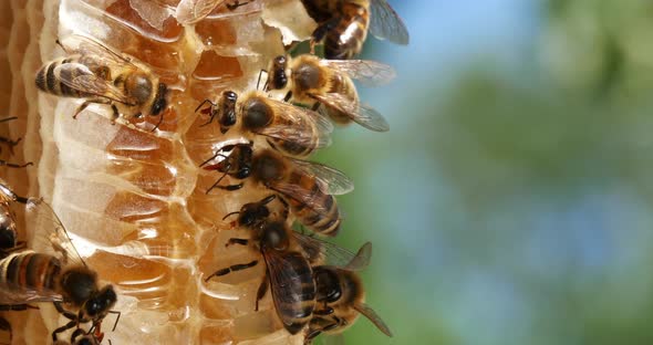 |European Honey Bee, apis mellifera, Bees on a wild Ray, Bees working on Alveolus