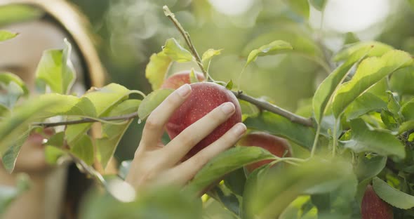 Close Up of Female Gardener Picking Fresh Ripe Apple From Tree in Garden, Autumn Harvesting Concept