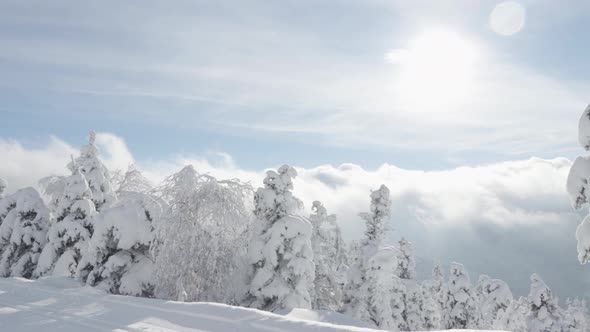 A Crosscountry Skier Skies Down a Trail in a Snowcovered Winter Landscape with Trees on Sunny Day