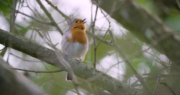 European Robin Red Breast Erithacus Rubecula Singing Spring United Kingdom