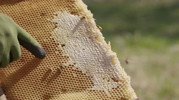 BEEKEEPING - Beekeeper points at combs in a beehive, slow motion close up