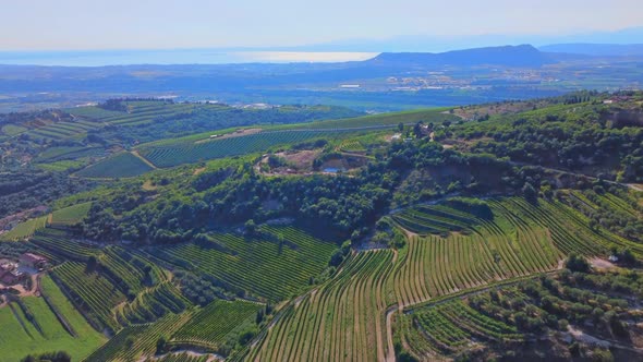 Flight Over The Vineyard