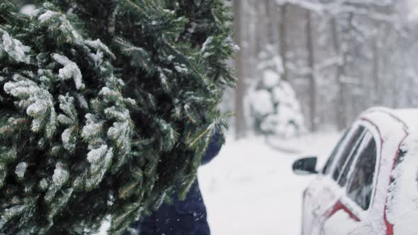 Man with senior father packing Christmas tree on the car