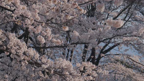 Cherry Blossom Blowing On The Wind