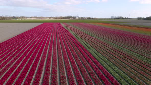 Tulip Field in The Netherlands Colorful Tulip Fields in Flevoland Noordoostpolder Holland Dutch