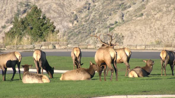 Elk hanging out on green grass in Wyoming