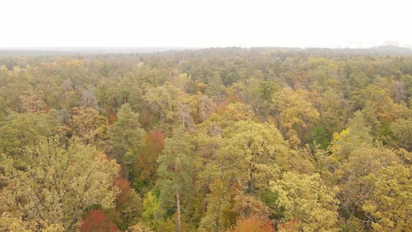 Trees in the Forest on an Autumn Day