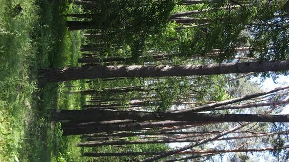 Vertical Video Aerial View Inside a Green Forest with Trees in Summer