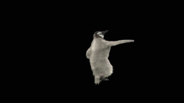 87 Penguin Samba Dancing HD