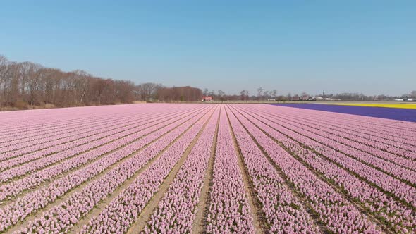 Vista Of Hyacinth (Hyacinthus Orientalis) Farmland During Spring In The Netherlands. Aerial Wide Sho