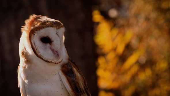 Close-up of a Barn Owl