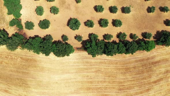 Aerial Top View of Tuscan Countryside Shot with Drone at Summer Time