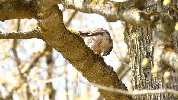 Large hawk sitting on branch eating prey that it just killed. Static medium shot.