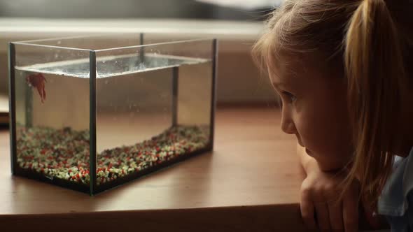 Closeup of Adorable Little Girl Watching and Playing with Gold Fish in Aquarium at Home Sitting at