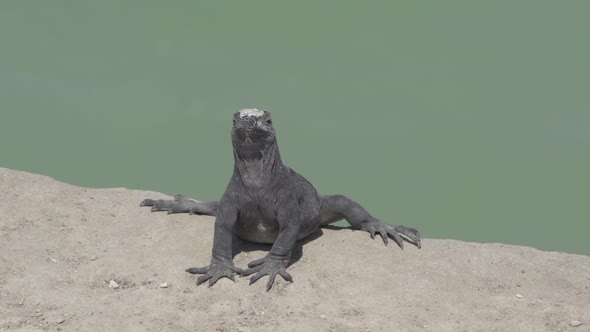 Marine iguanas on the side of water at the Galapagos Islands