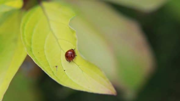 Red Ladybugs on Green Yellow Leaves