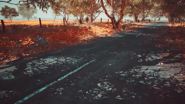 Open Road in Australia with Bush Trees