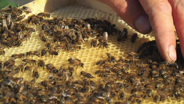 Beekeeper examines bees in honeycombs. Frames of a beehive. Apiculture