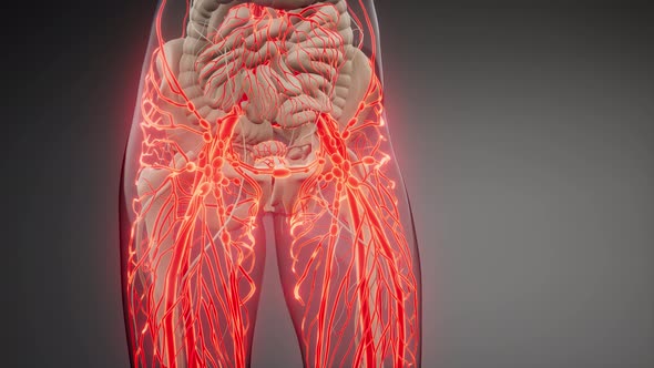 Blood Vessels of Human Body alt
