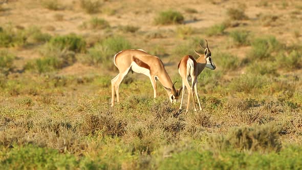 Two springbok spar with each other in the Greater Kalahari. This happens during the rut and in Summe