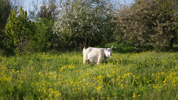 Mature Goat on Pasture at Sunny Summer Day