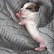 Newborn Puppy Sleeping on Knitted Plaid - VideoHive Item for Sale