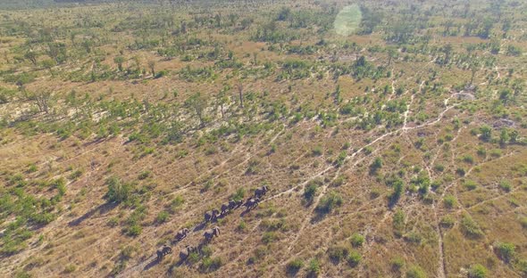 Aerial drone view of a herd of elephants wild animals in a safari in Africa plains