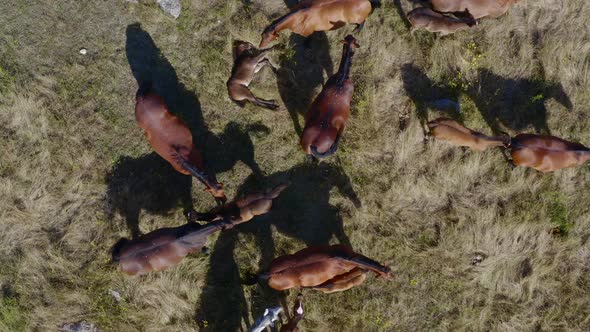 Top Down Aerial Pan of Wild Horses on a Hill